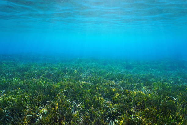 actualidad náutica, noticias náuticas, IMEDEA, cambio climático, observatorio, medioambiente, ph, ar